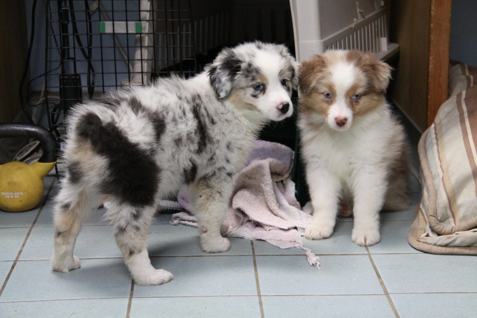 A black and white Australian puppy and a brown and white aussie puppy