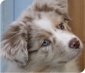 White and tan Australian puppy