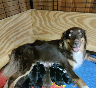 Brown Austrailian Shepherd with puppies