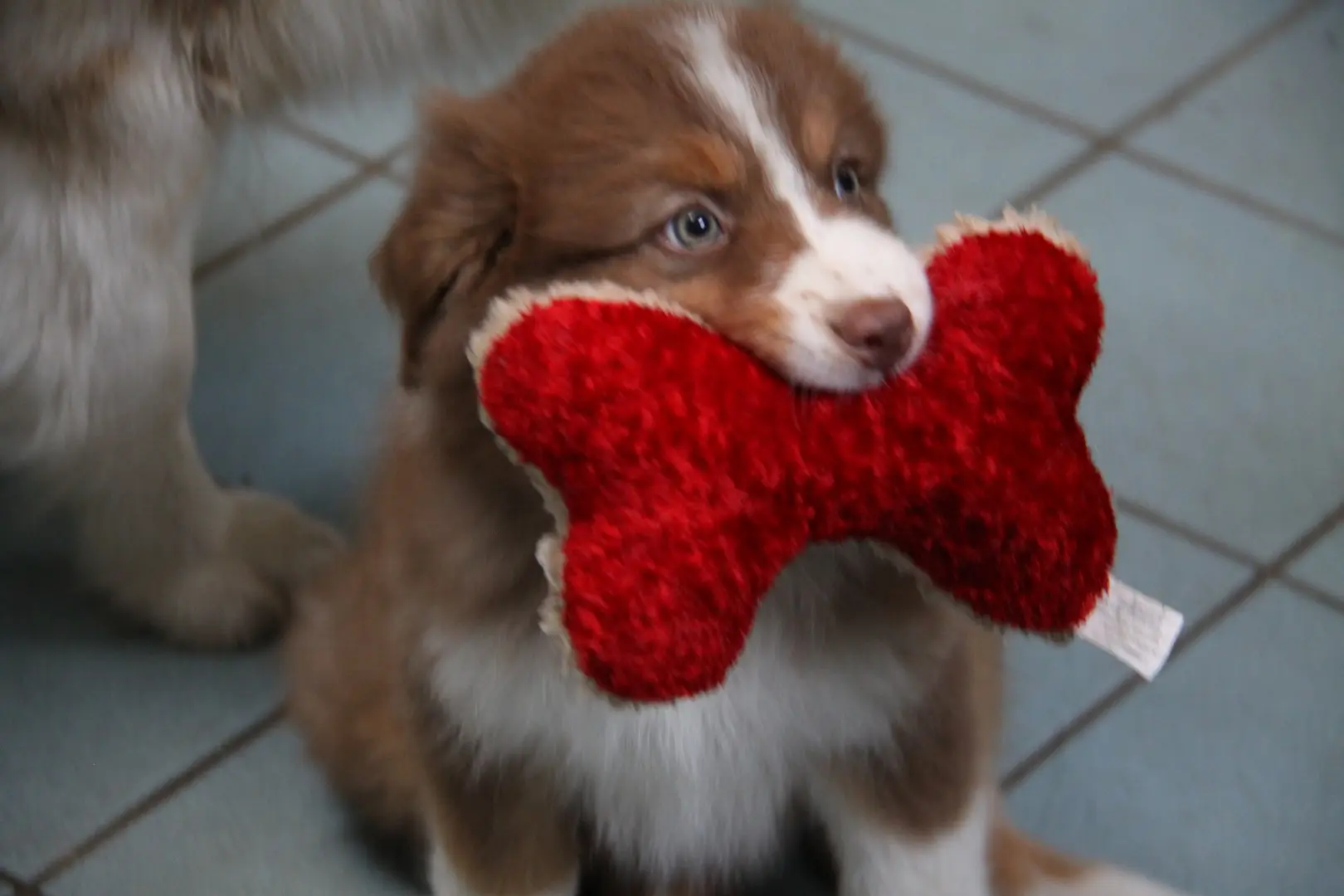 Australian Shepherd puppy with red bone toy in mouth